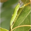 apatura ilia larva4c tula